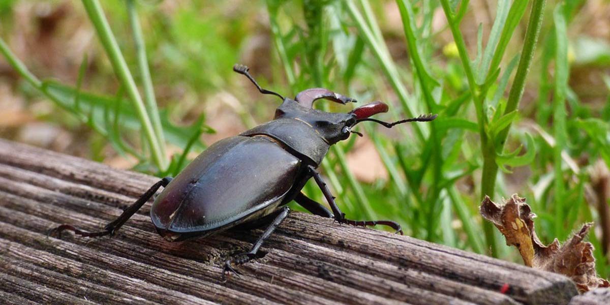 What Did African Black Beetle Ever Do To Anyone Anyway The Lawncare Man   African Black Beetle 1200x600 