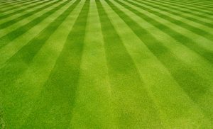 Targeted Treatment of Trace Element Deficiencies | The Lawncare Man